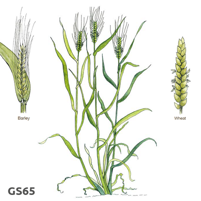 Illustration of cereal growth stage 65